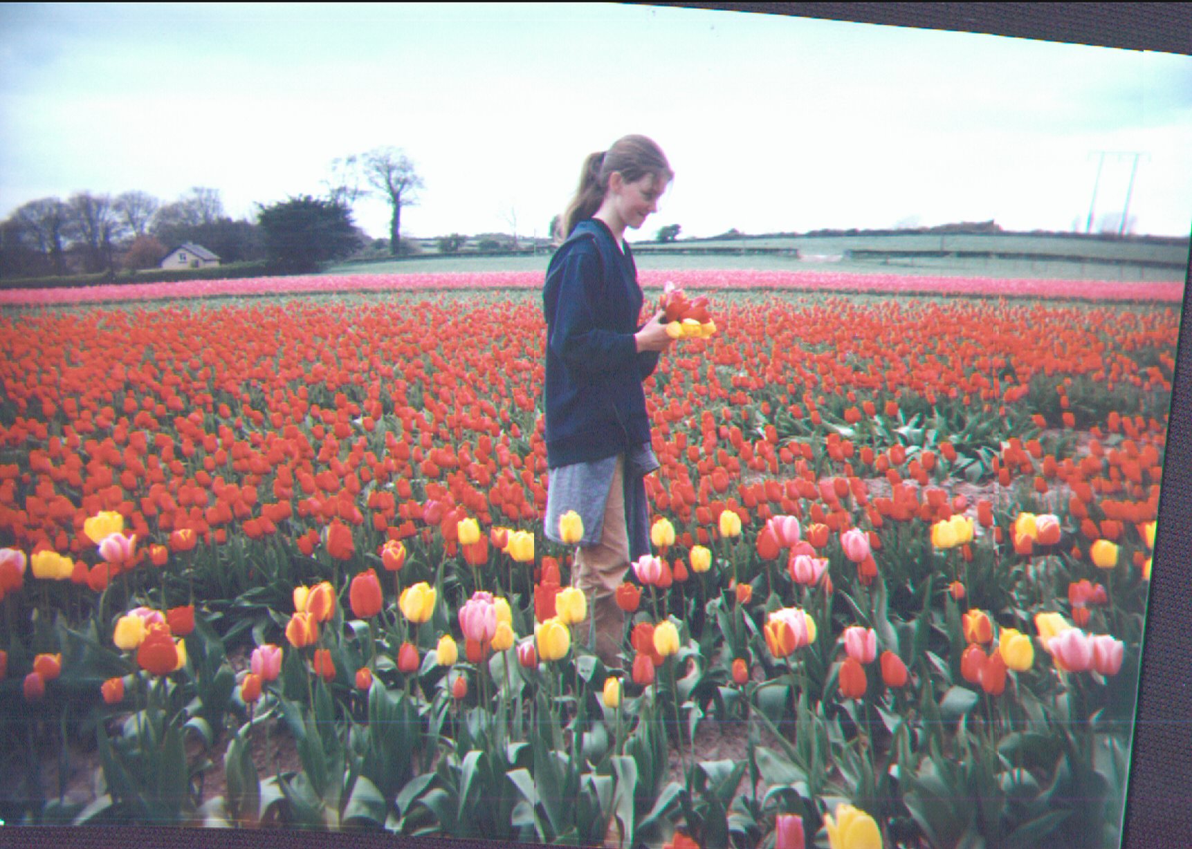 Tulips from .... Ireland!